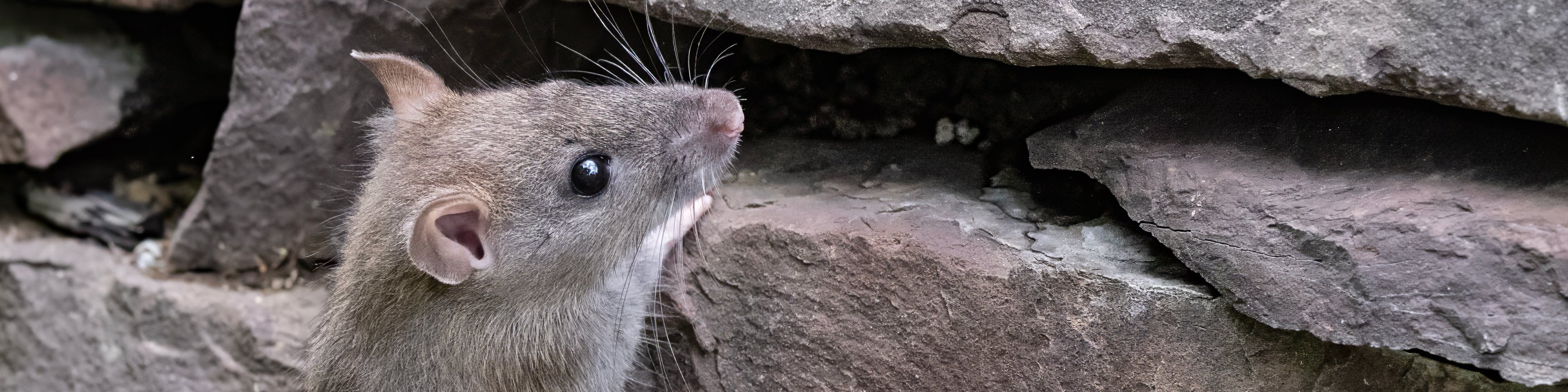 Pest control service