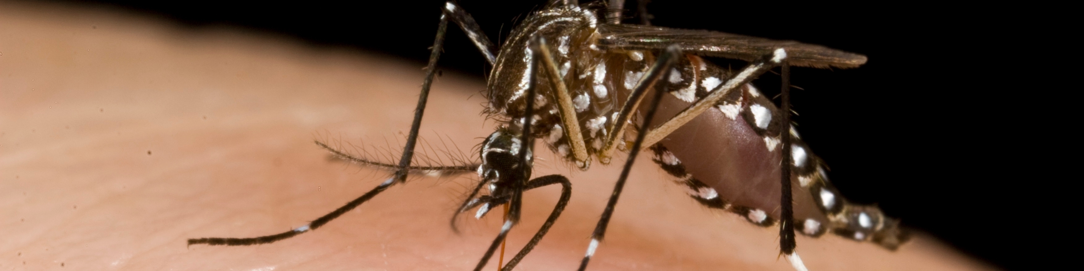 Termite treatment team