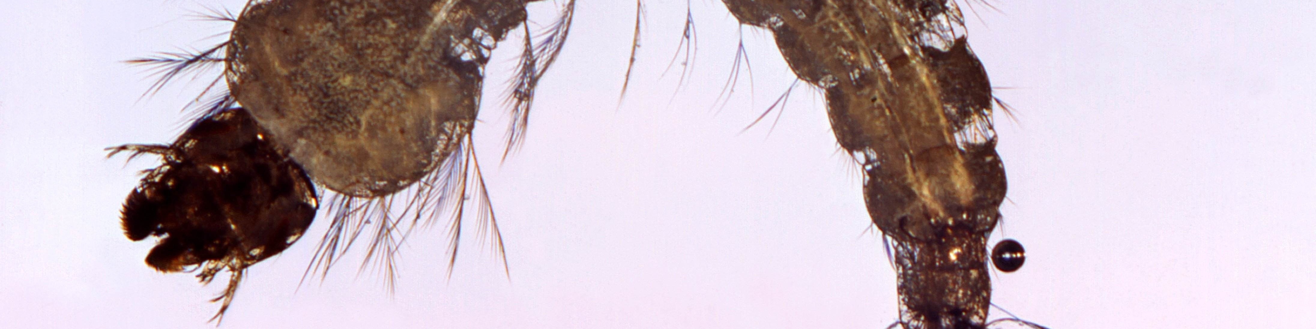 Rodent removal expert