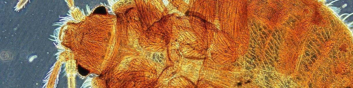 Safe pest control methods